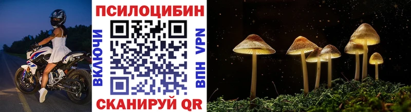 Купить где  Шилка  Галлюциногенные грибы Psilocybine cubensis 